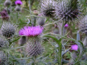 Cirsium eriophorum