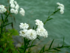 DSC00367