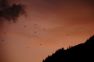 IMG 4842