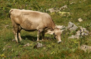 IMG 9799